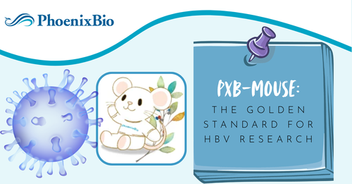 HBV Therapeutic Development in Humanized Liver Mouse Model | PXB-mouse